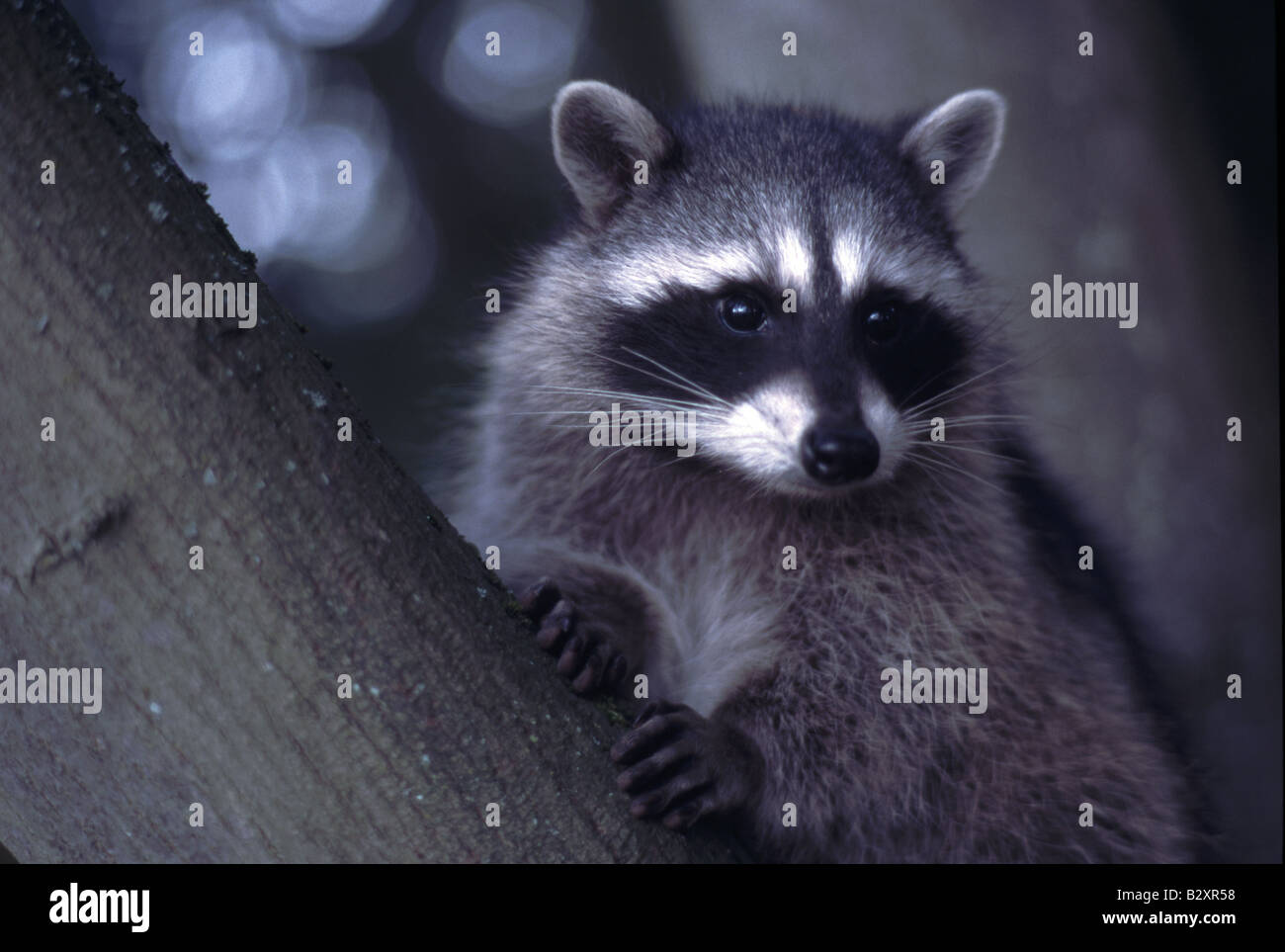 Raccoon runs around fall leaves Procyon lotor mammal Stock Photo - Alamy