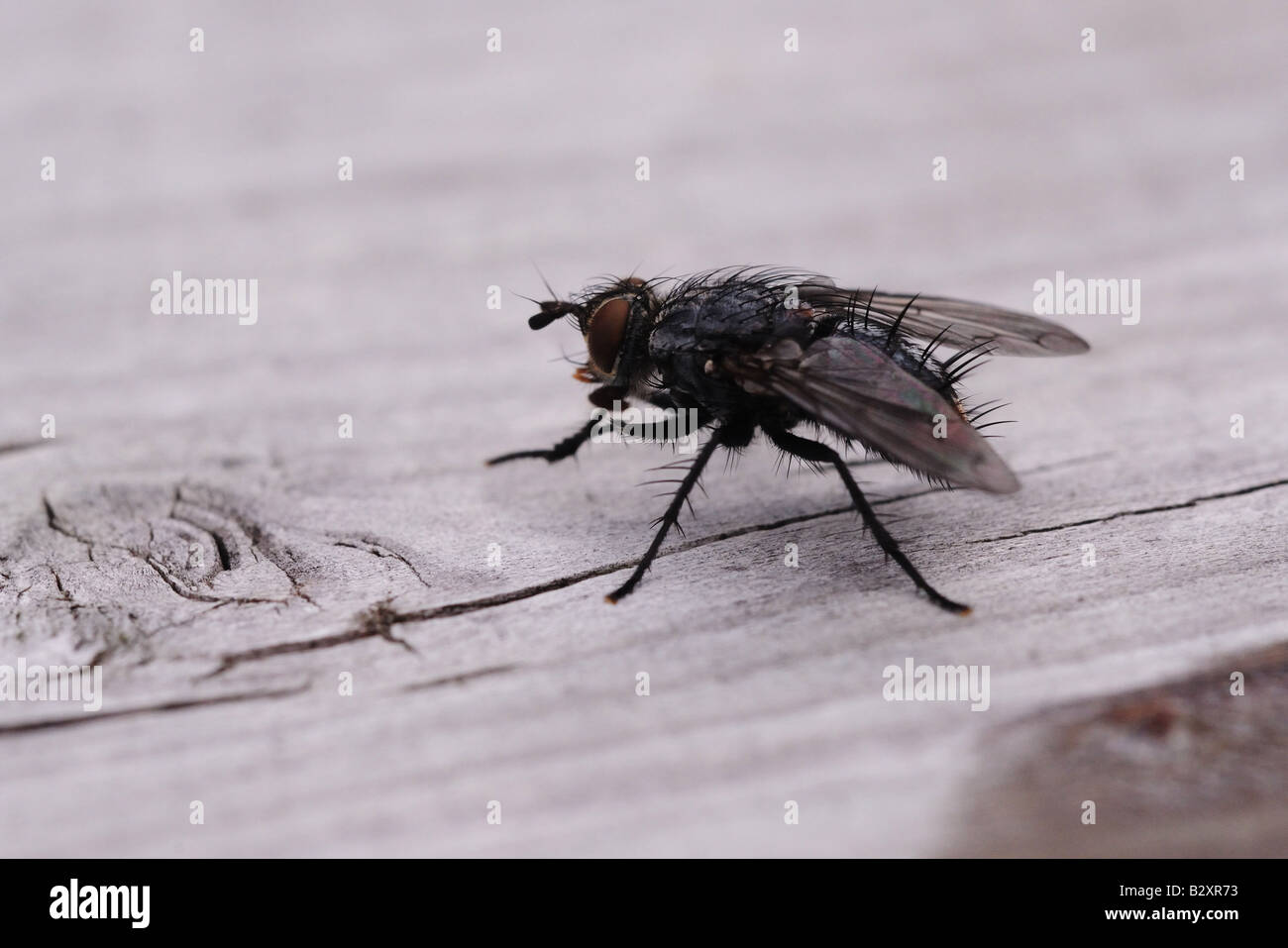 House Fly Maggots - Stock Image - C002/2191 - Science Photo Library