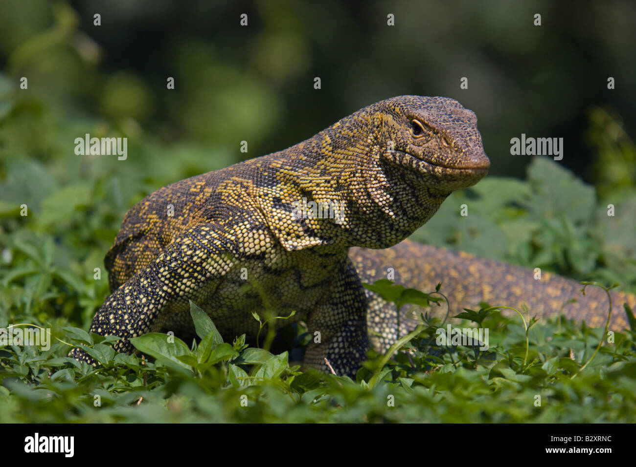 moniter lizard africa reptile Uganda Stock Photo Alamy