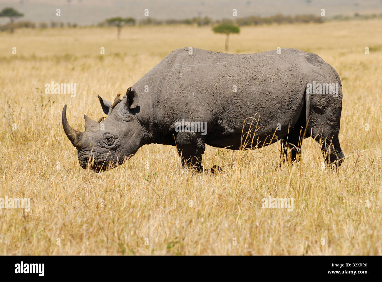 BLACK RHINO, Diceros bicornis, MASAI MARA, KENYA, Africa Stock Photo