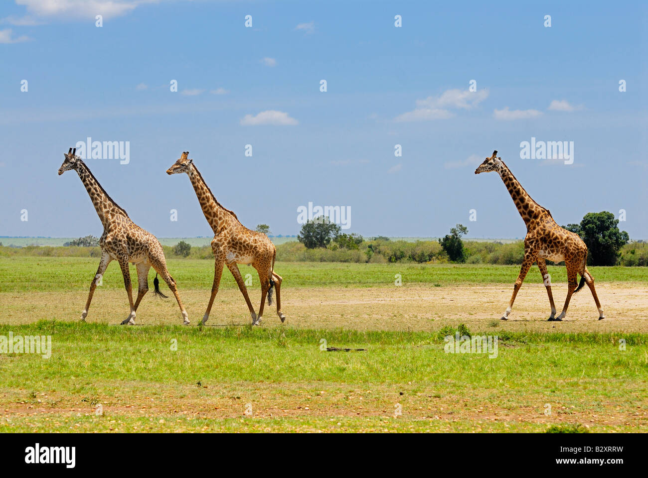 Masai giraffes, camelopardalis tippelskirchi, Masai Mara, KENYA, East Africa Stock Photo