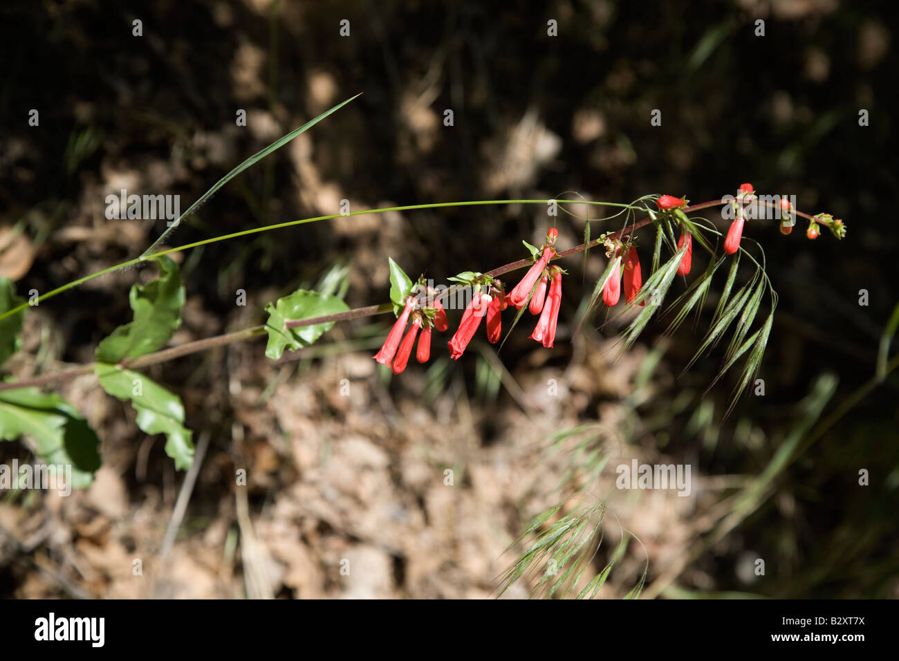 Scarlet Bugler- Mesa Verde Stock Photo