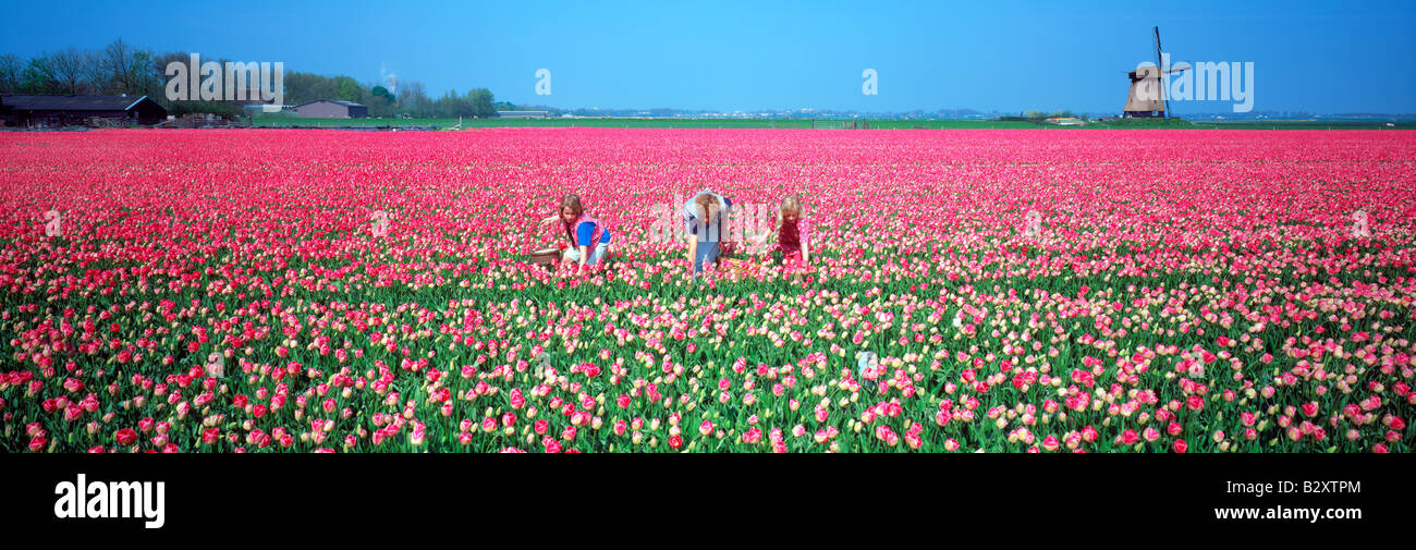 Panoramic image of mother and daughters in field of red tulips near Alkmaar with windmill in Holland Stock Photo