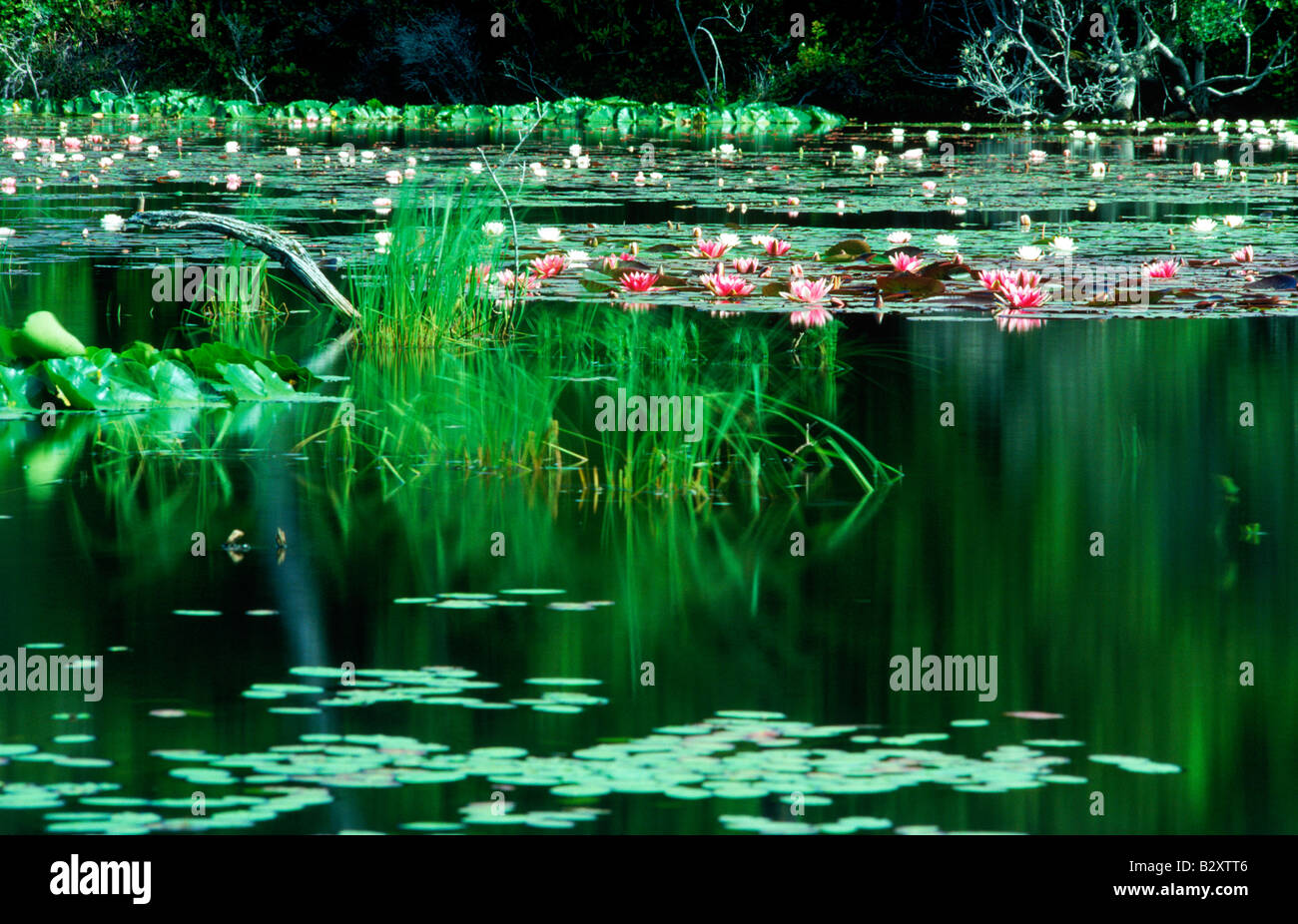 Sunlit water lilies hi-res stock photography and images - Alamy