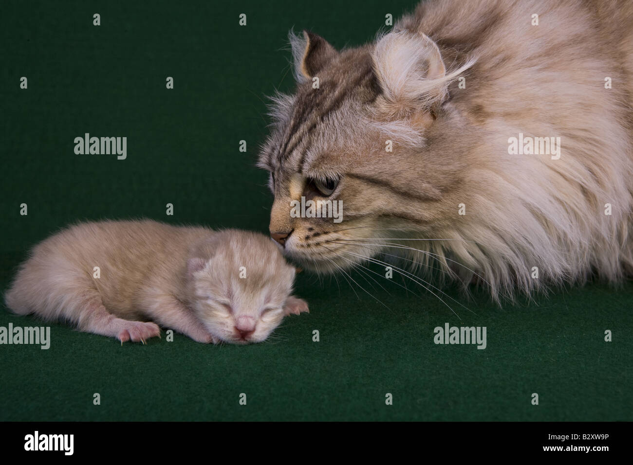 Mother cat with baby kitten isolated on green background Stock Photo