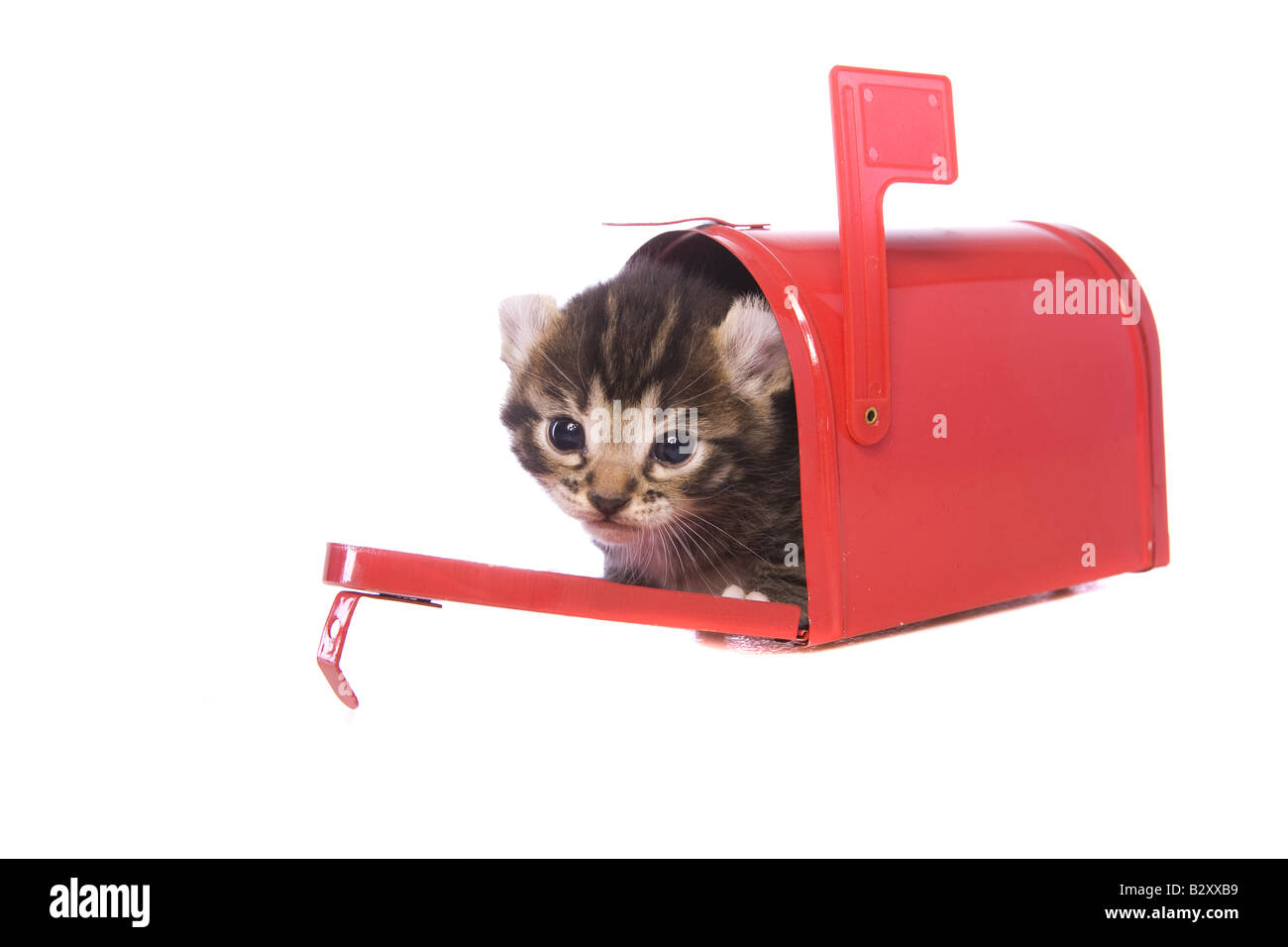 Mail Call for Monday, February 5th. Cute-brown-tabby-kitten-inside-of-small-red-mailbox-isolated-on-white-B2XXB9