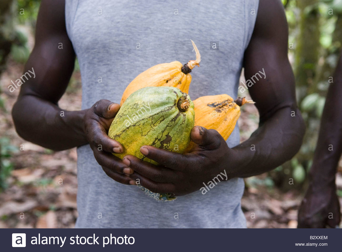 Cocoa In Ghana Stock Photos & Cocoa In Ghana Stock Images Alamy