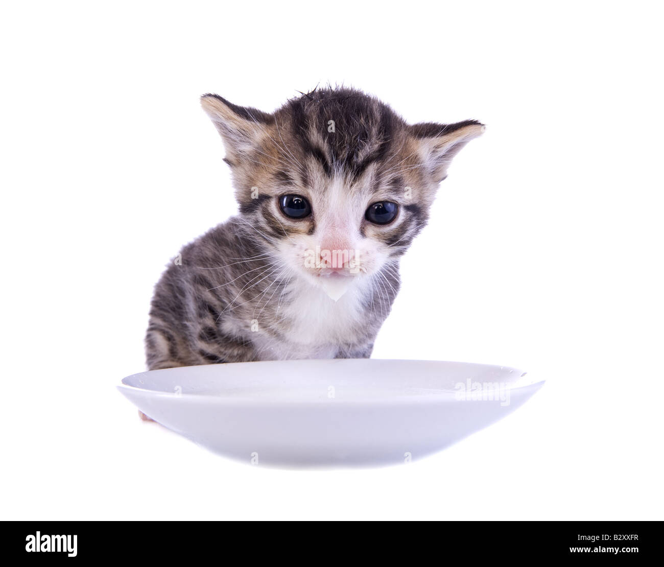 Adorable kitten drinking milk out of saucer isolated on white