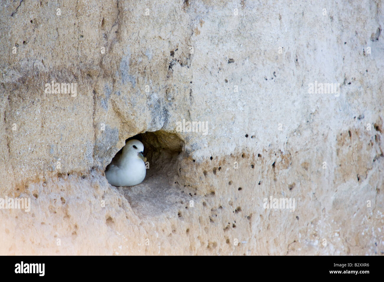 Fulmar nesting in a hole inside the cliff Stock Photo