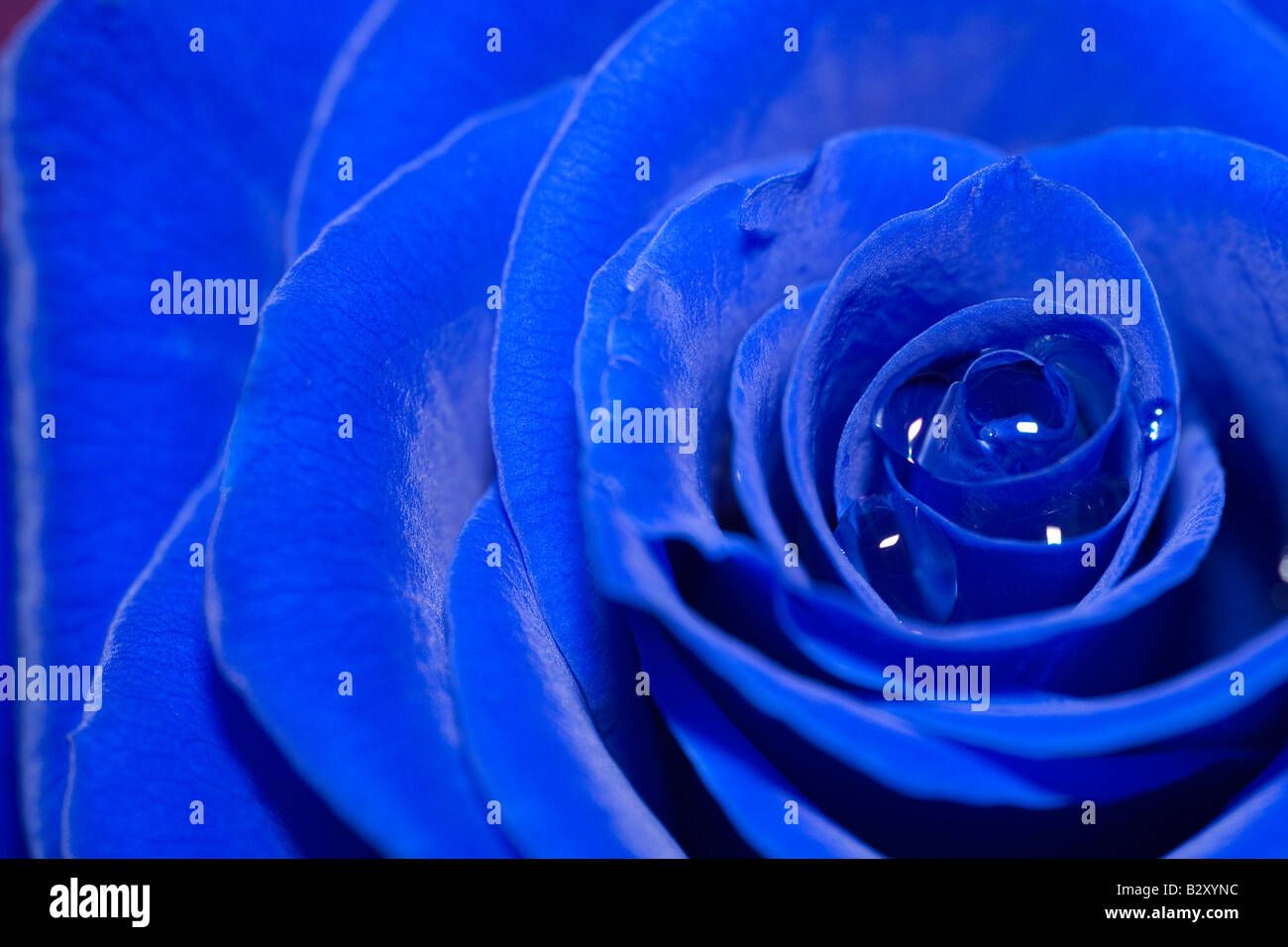 Rose flower beauty woman Cut Out Stock Images & Pictures - Alamy