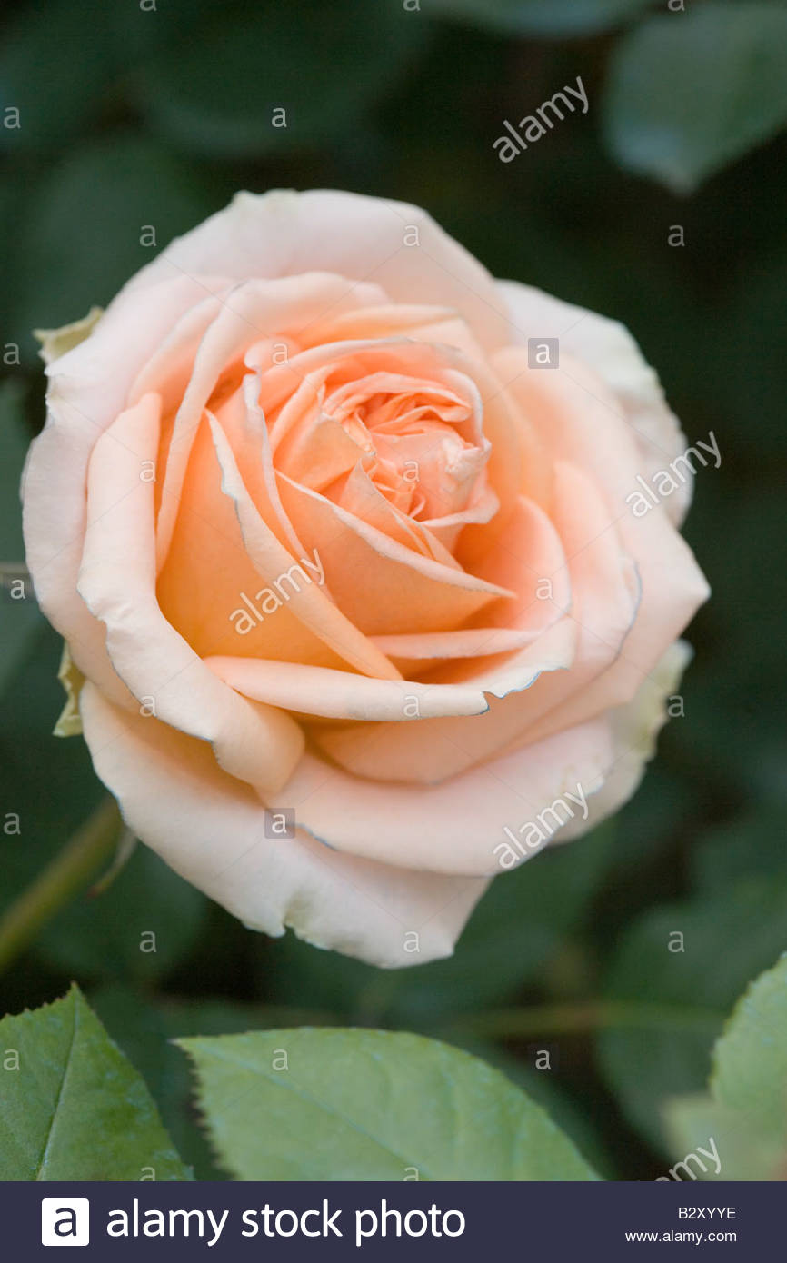 Herbert Hoover Stock Photos & Herbert Hoover Stock Images Page 2 Alamy