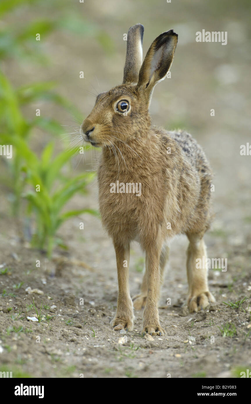 Brown Hare lepus europaeus eating maize plants in arable farmland Norfolk UK June Stock Photo