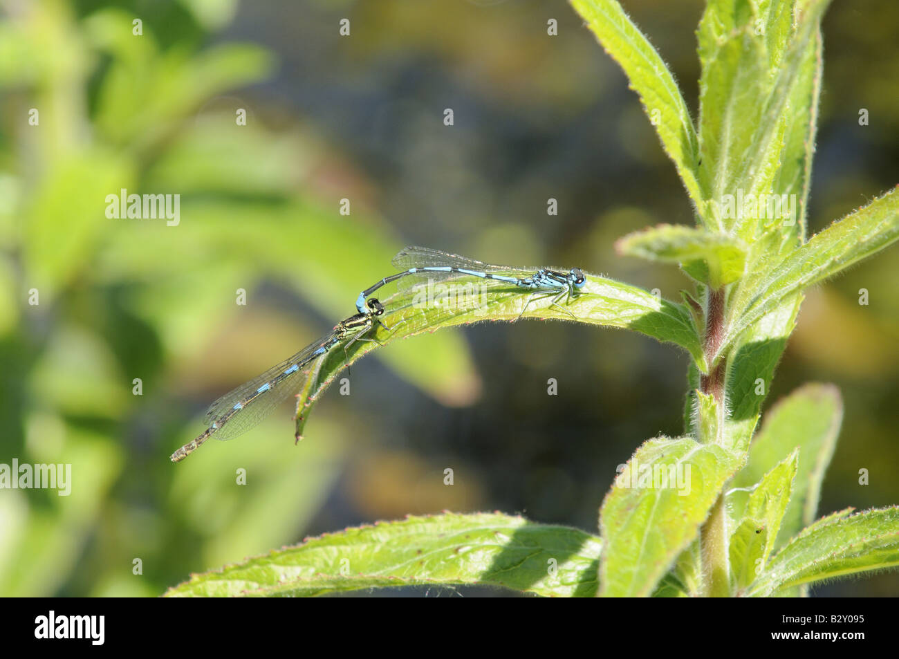 Azure Damselflies coenagrion puella pair mating on willow herb Norfolk ...