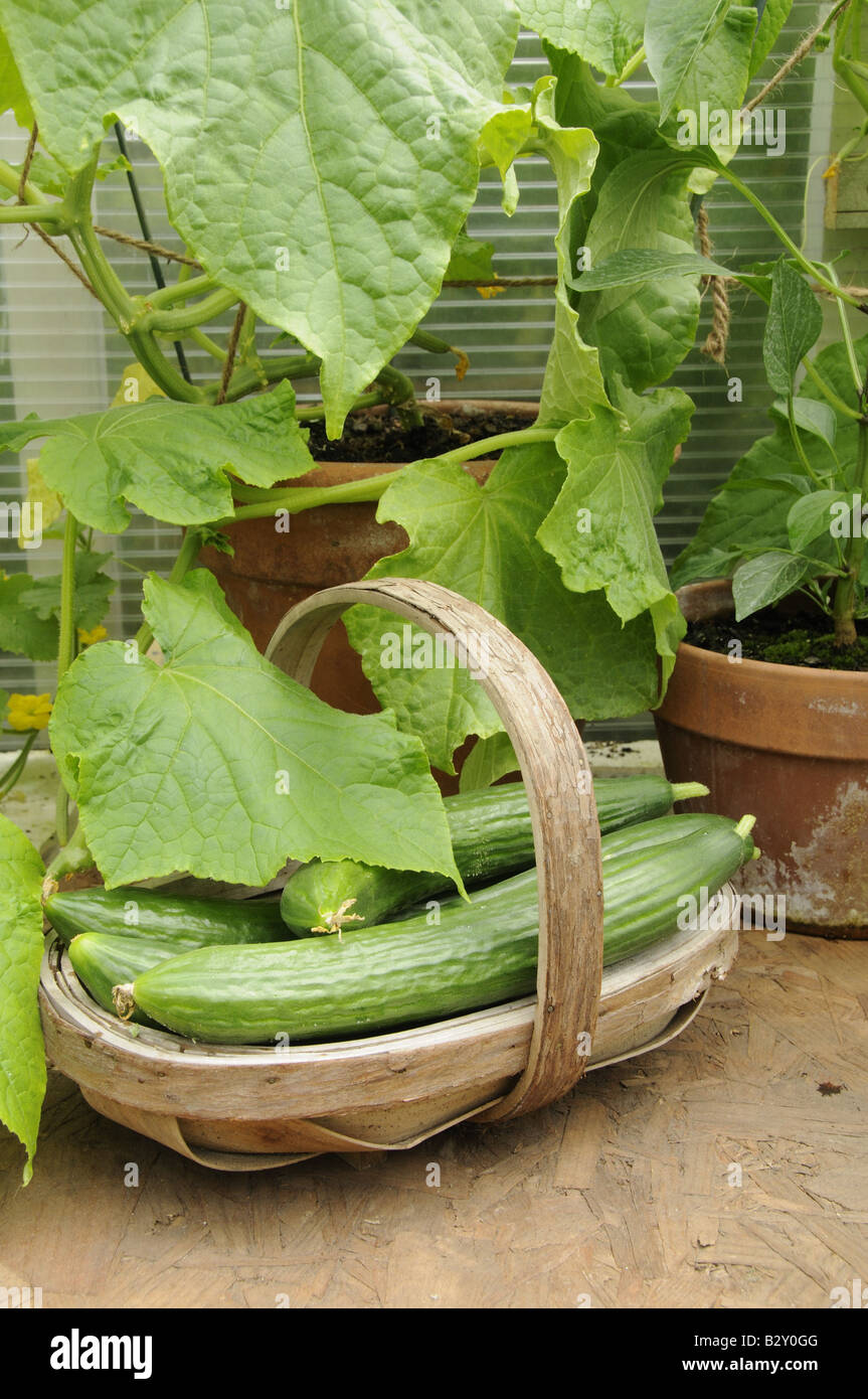 Home grown greenhouse Cucumbers femspot in rustic trug on greenhouse