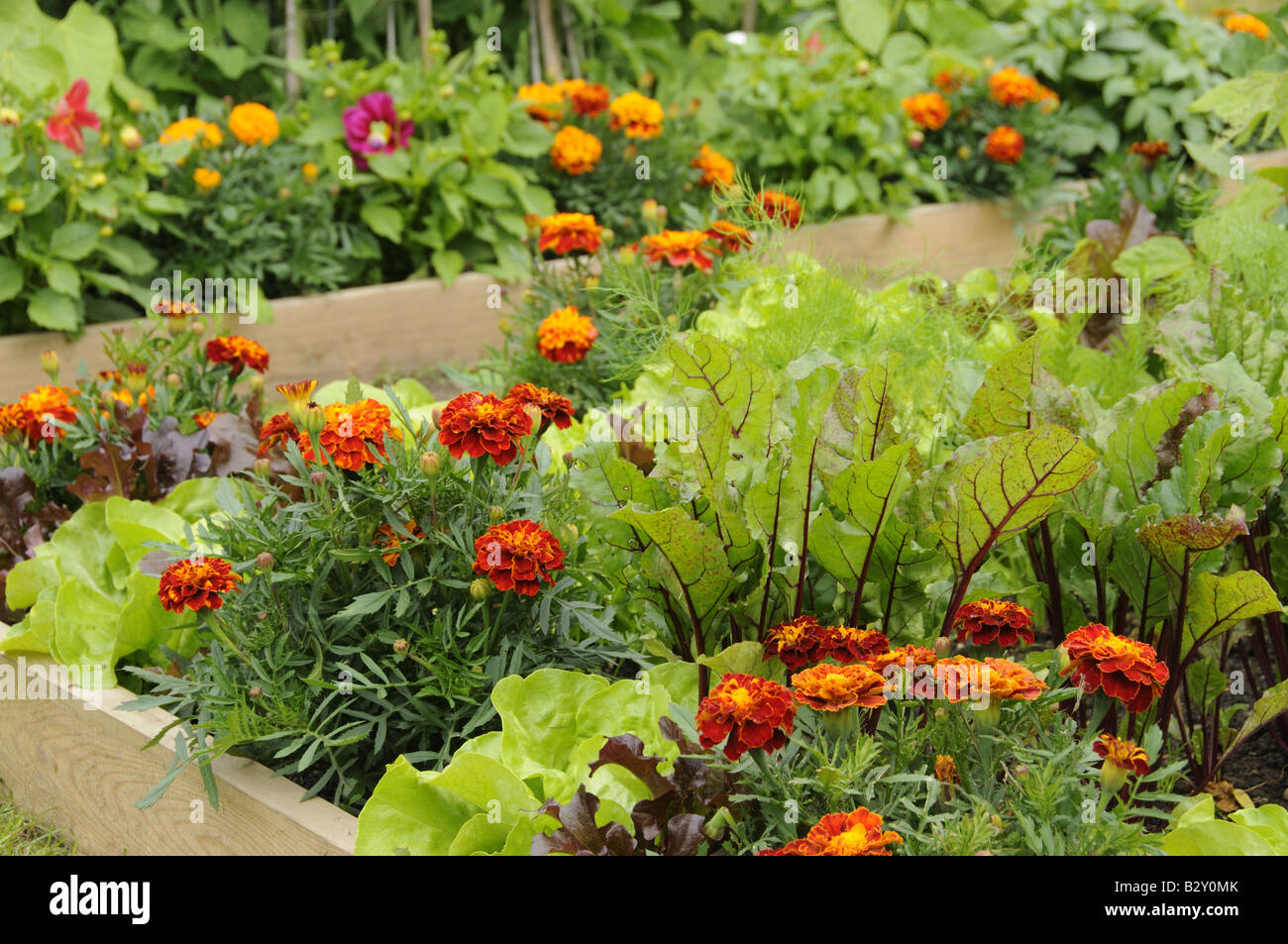 Flowers and vegetable in a raised bed including Marigolds
