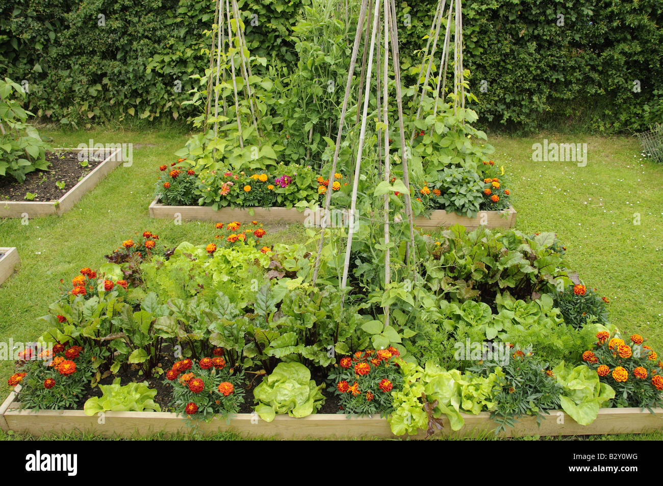 Flowers and vegetable in rasied beds including Marigolds Lettuce Swwet peas Runner Beans Beetroot Norfolk UK June Stock Photo