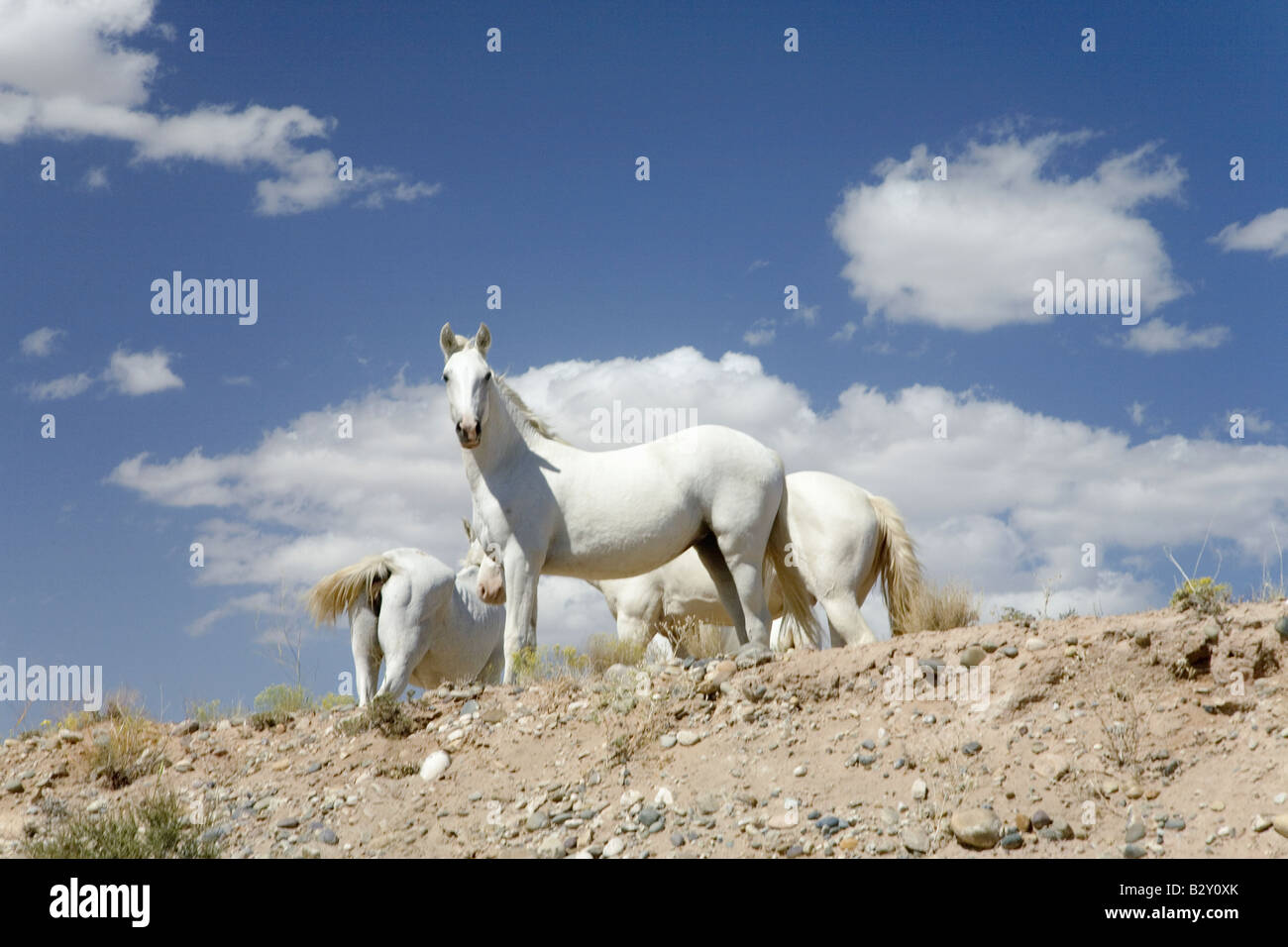 Family of five white horses in desert area on Route 162 between