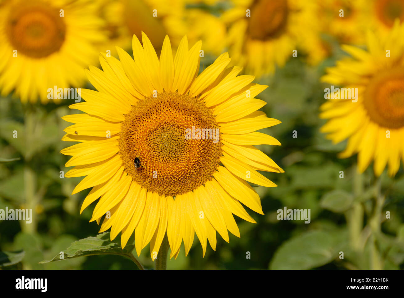 Stock photo of yellow sunflowers in a field in France Stock Photo