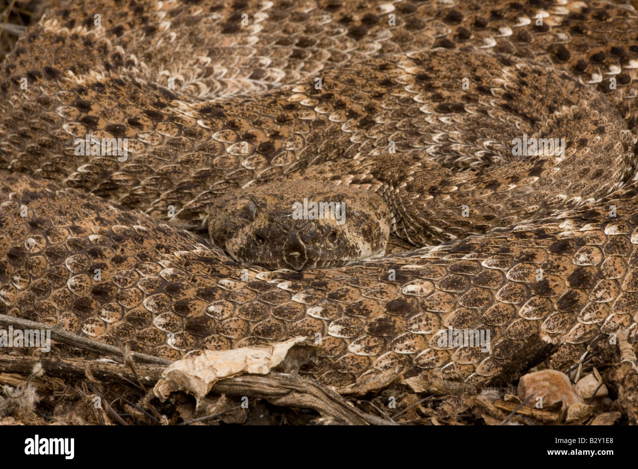 Western Diamondback Rattlesnake (Crotalus atrox) - Arizona Stock Photo