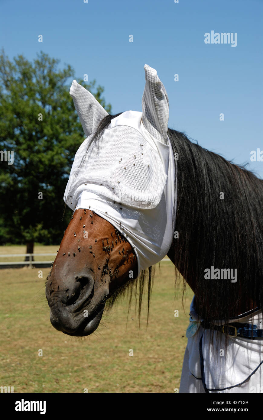 Stock photo of a horse wearing a fly mask around its head Stock Photo