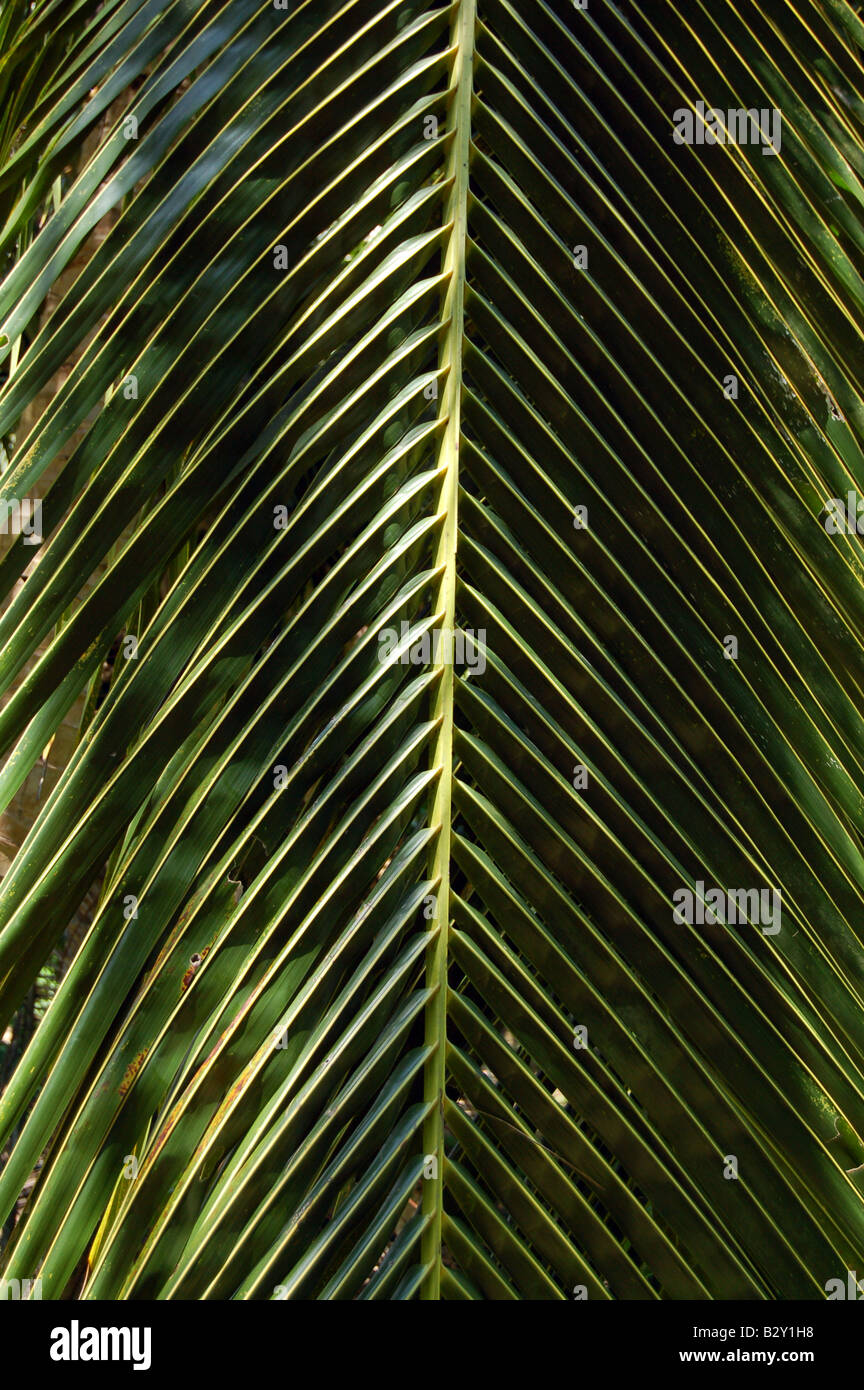 Tropical plant Stock Photo