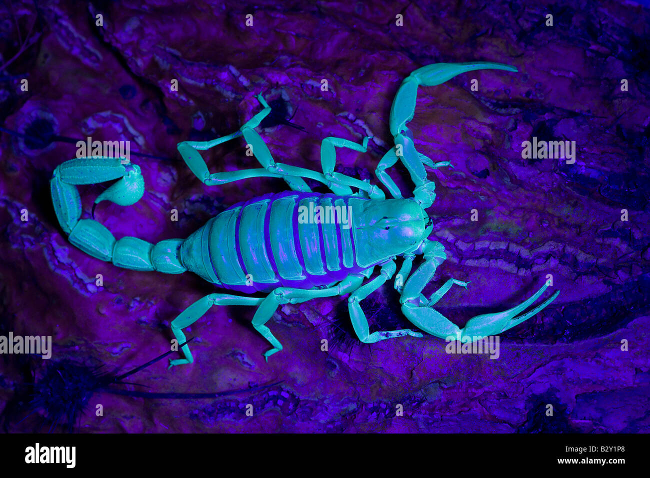 Desert Hairy Scorpion (Hadrurus arizonensis) Also called Giant Hairy Scorpion - Under UV light Arizona USA Stock Photo