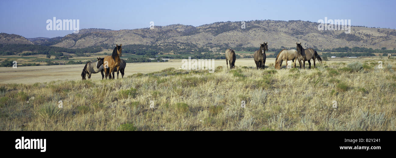 Panoramic image of wild horses of Black Hills Wild Horse