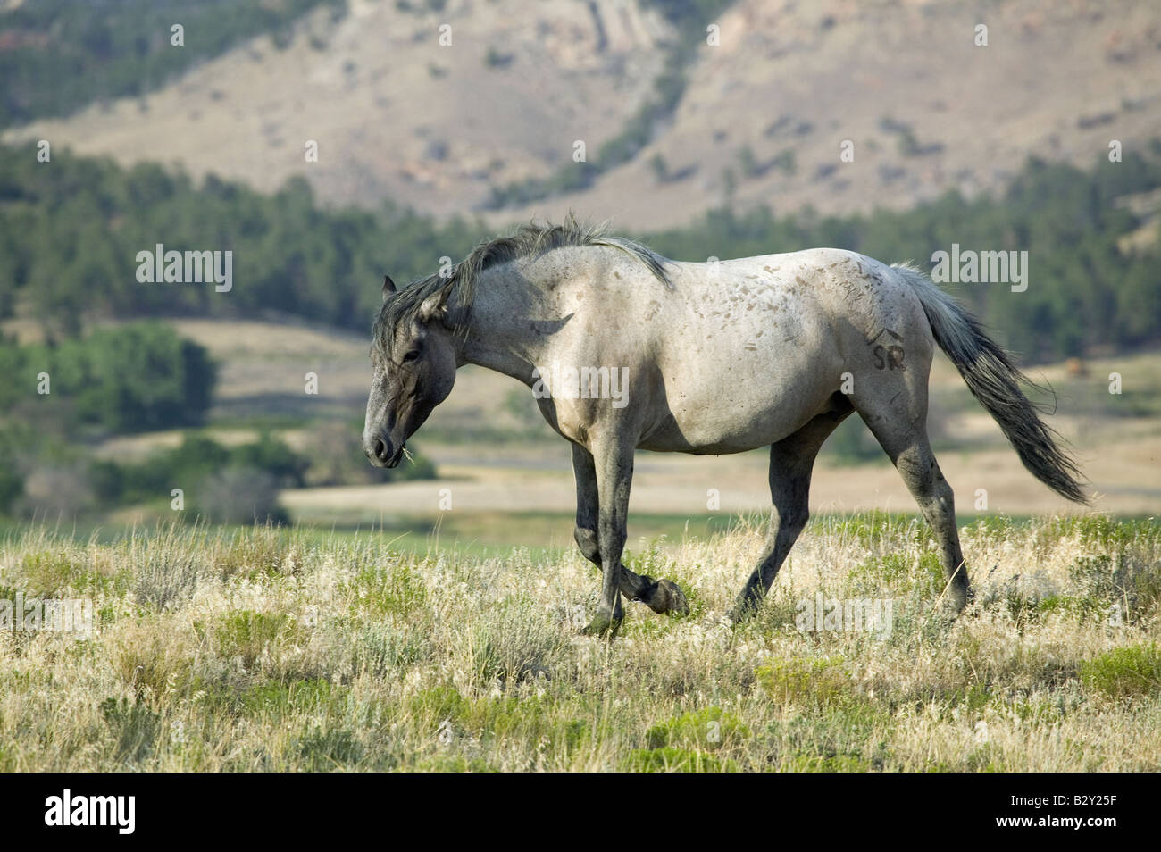 Black Hills Wild Horse Sanctuary, home to America&rsquo;s largest wild horse