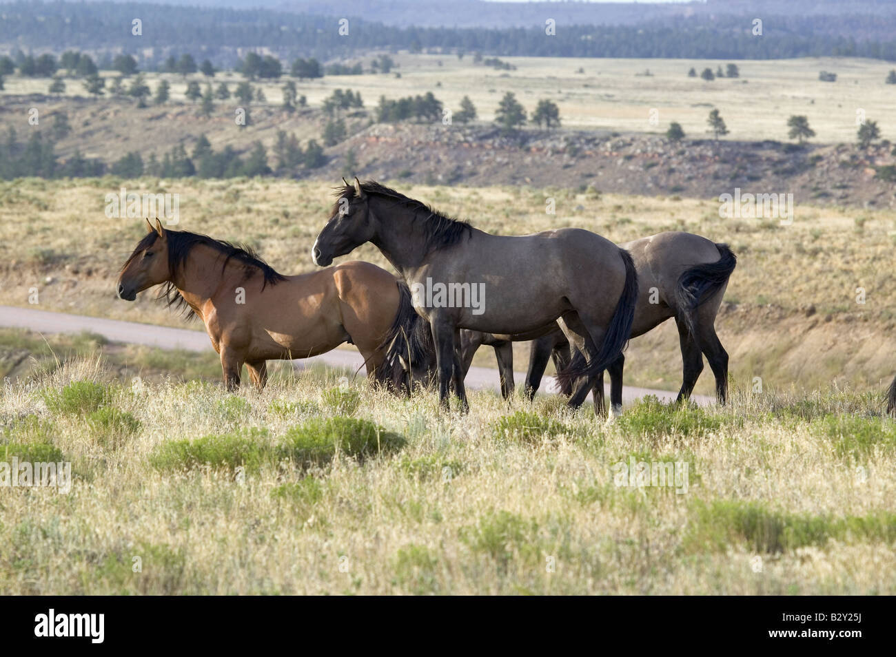 Black Hills Wild Horse Sanctuary, home to America&rsquo;s largest wild horse