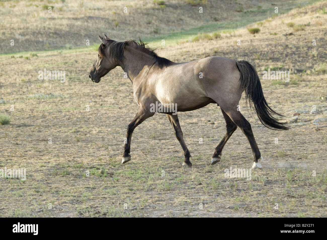 Running horse at Black Hills Wild Horse Sanctuary, South Dakota Stock