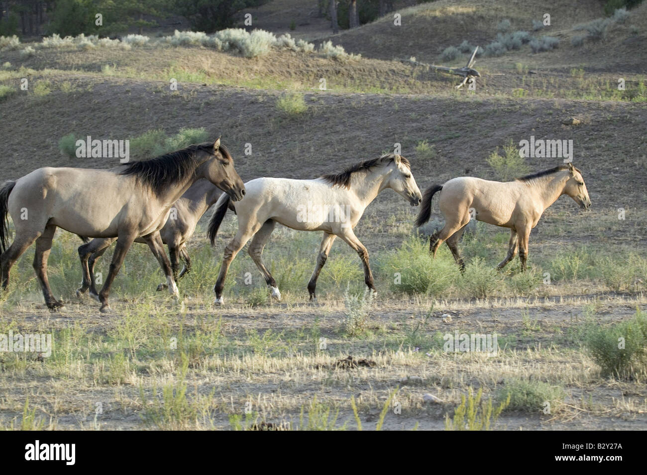 Wild horses walking in line at Black Hills Wild Horse Sanctuary, South Dakota Stock Photo