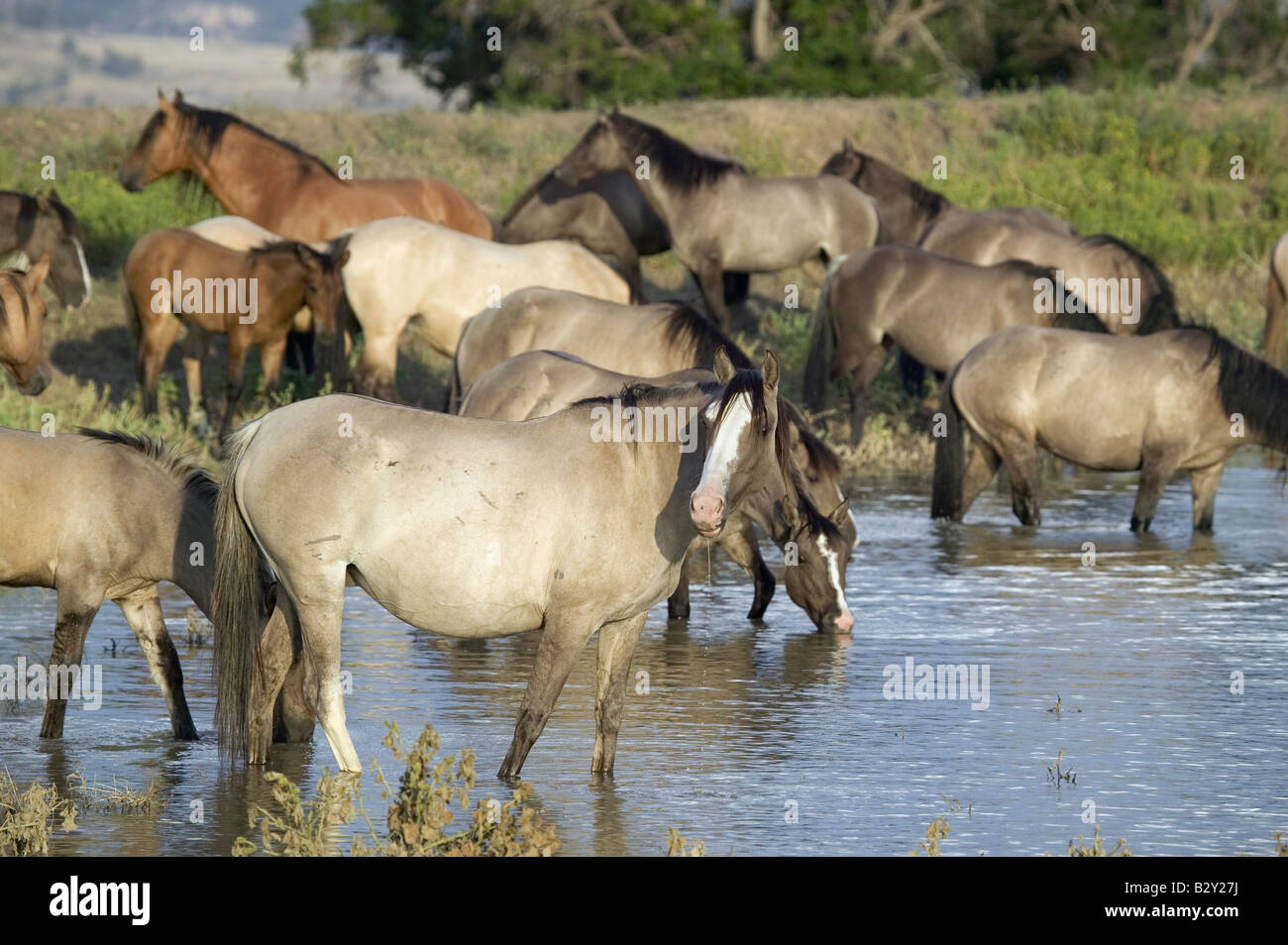 Large group of wild horses wading into pond at Black Hills Wild Horse