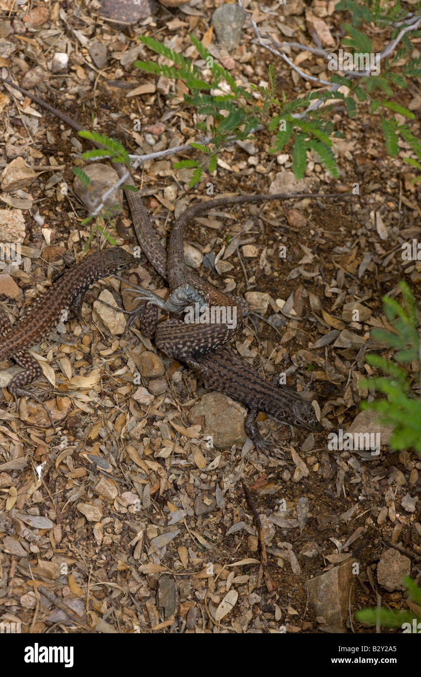 Sonoran Spotted Whiptails (Cnemidophorus sonorae) Two females mating - Arizona - USA Stock Photo