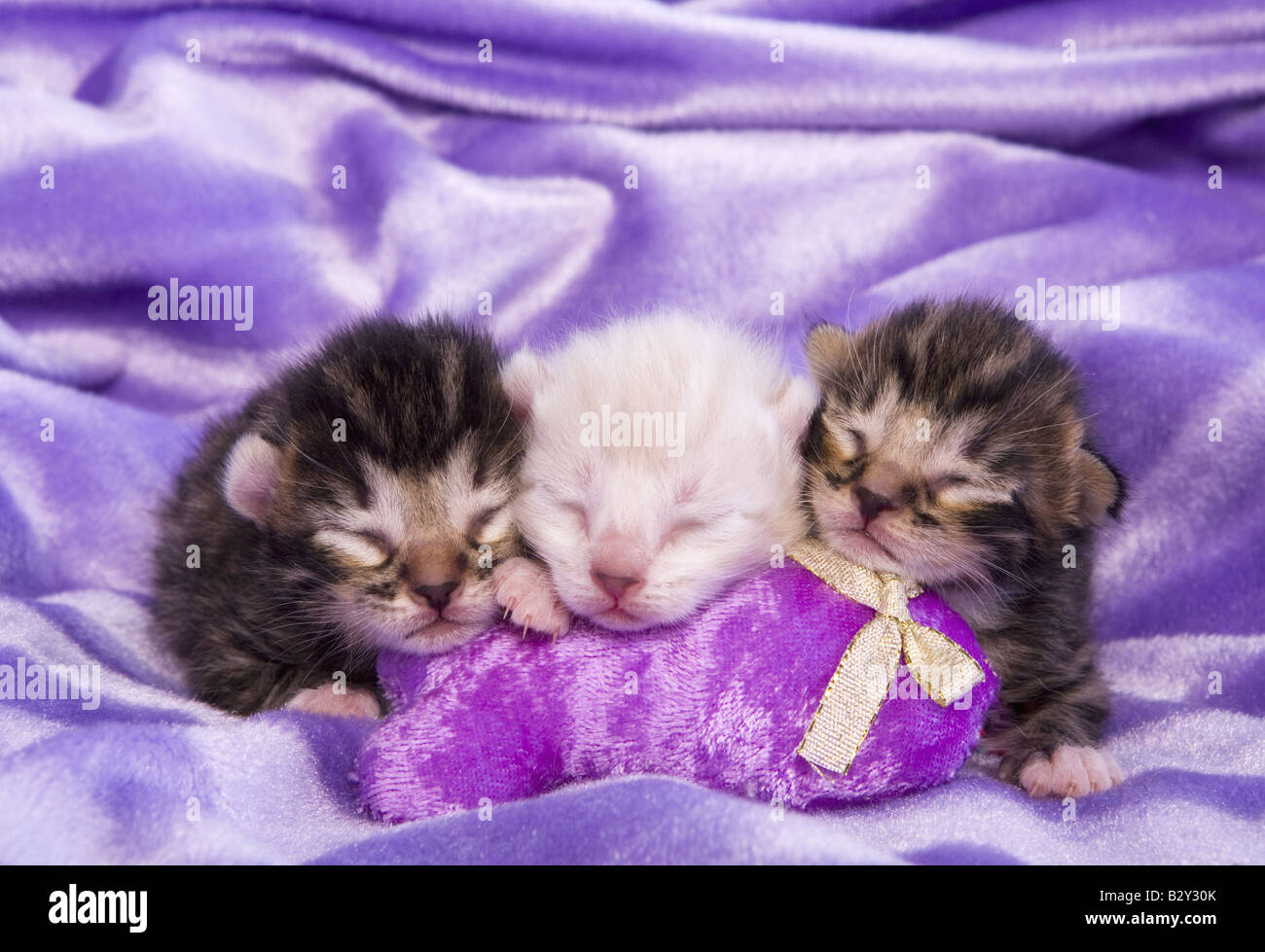 Three newborn kittens sleeping together on lavender background Stock