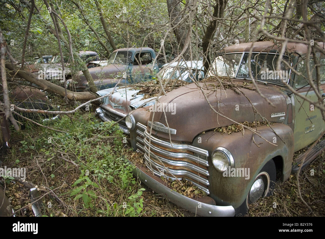 New Chevrolets and 1960's cars never before run rotting in farm field