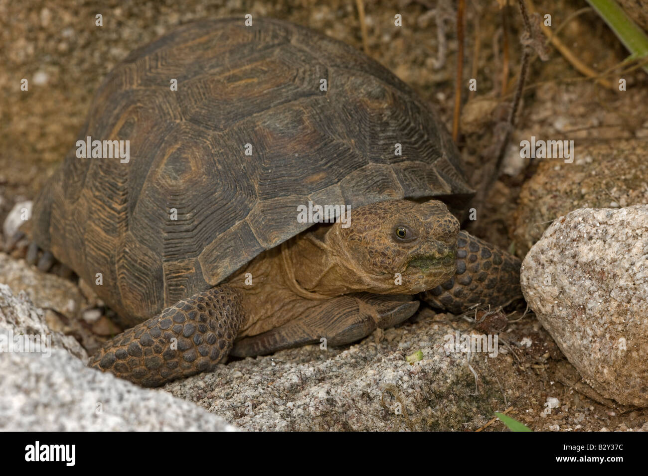 Desert Tortoise (Gopherus agassizii ) Arizona - A completely ...
