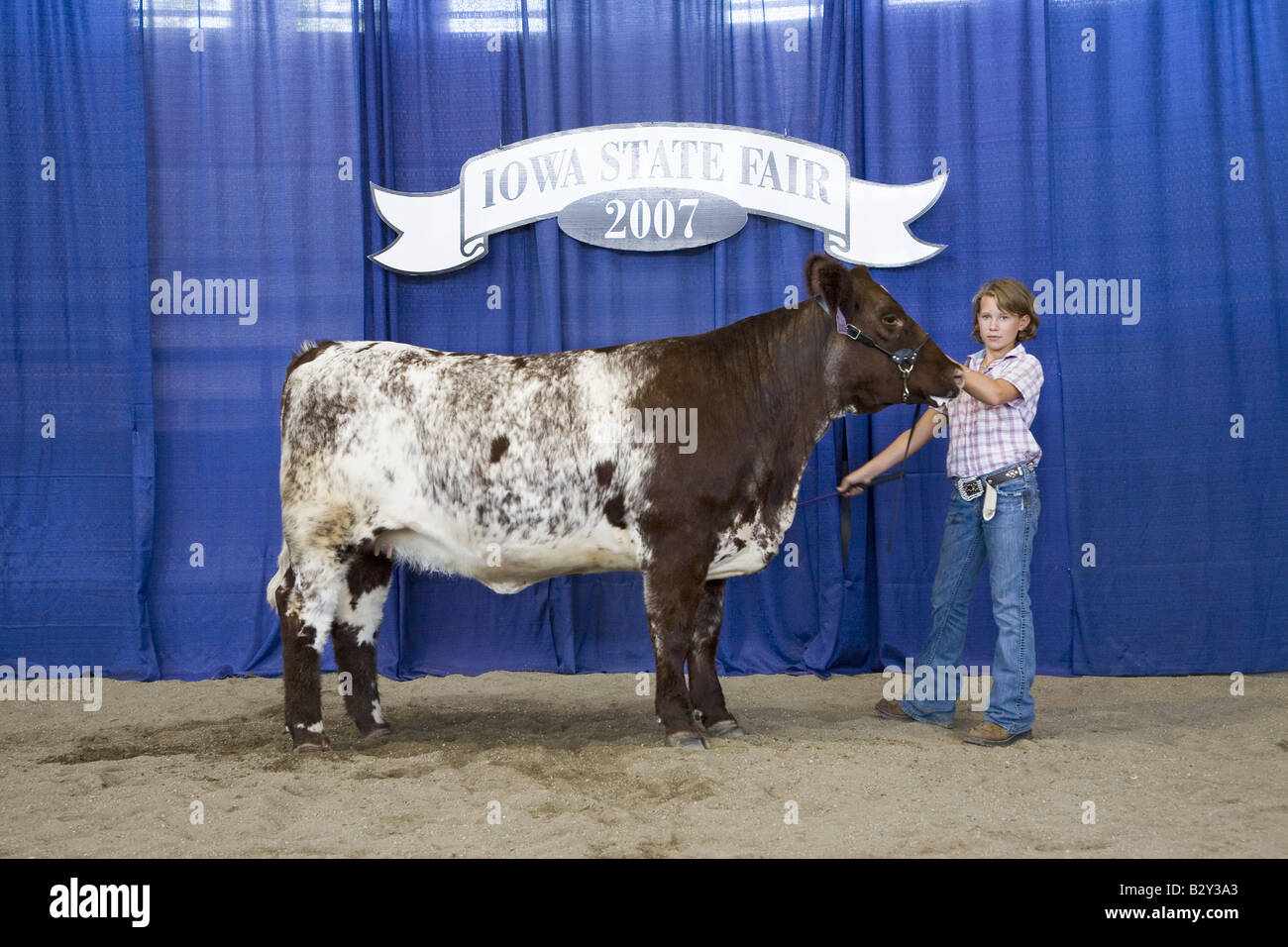 Iowa state fair cow hires stock photography and images Alamy