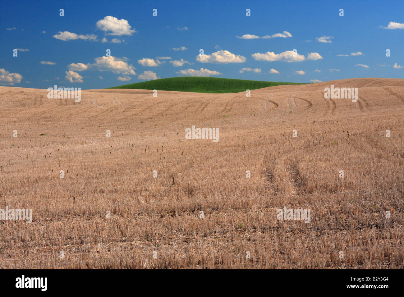 Harvested farmland with green hilltop near Wayne, Alberta Stock Photo