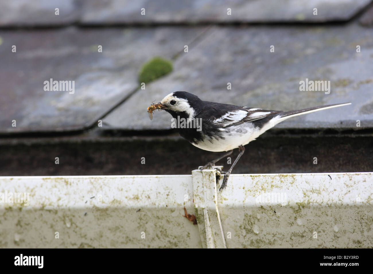 PIED WAGTAIL Motacilla alba PERCHING ON GUTTERING WITH BEAKFUL OF FLIES SIDE VIEW Stock Photo