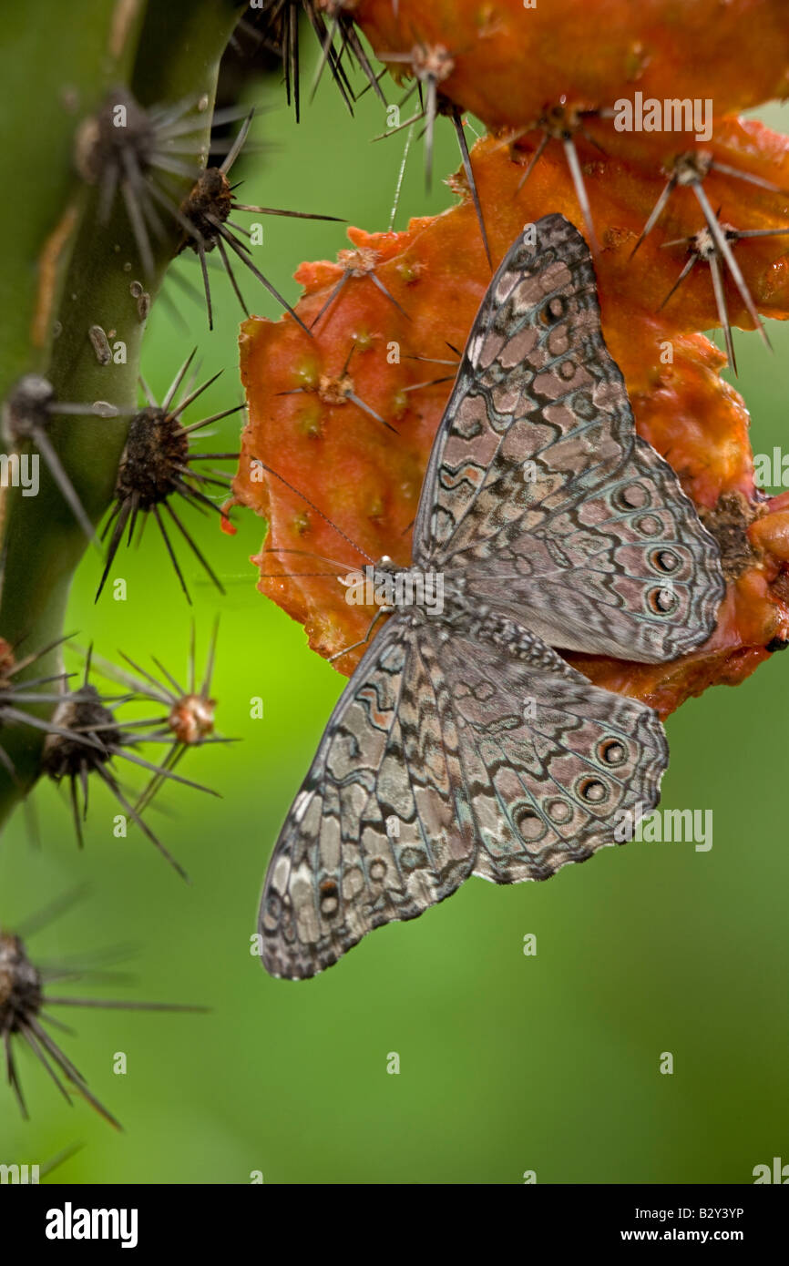 Cracker Butterfly (Hamadryas februa) on Hecho Cactus (Pachycereus pectinaboriginum) Sonora Mexico Stock Photo