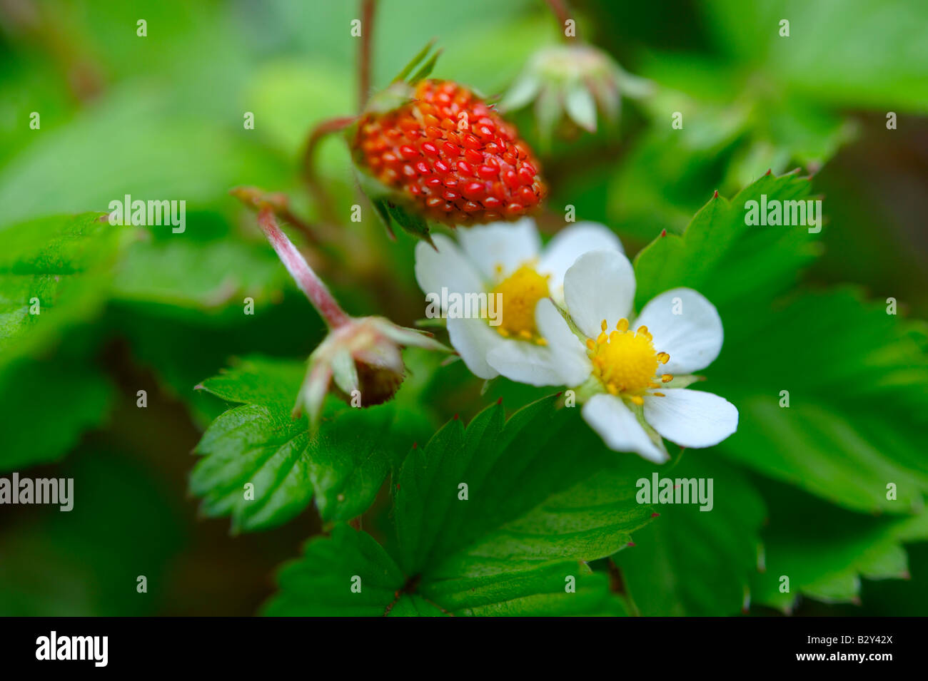 Wild strawberry and wild strawberry flower on a strawberry plant growing  in a garden Stock Photo