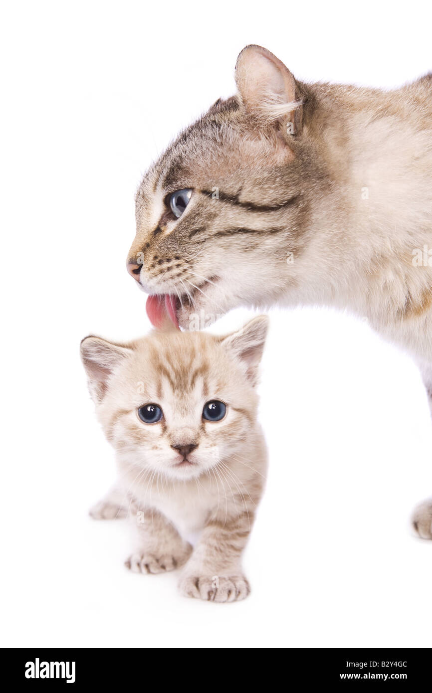 Mother cat licking baby kitten isolated on white background Stock Photo