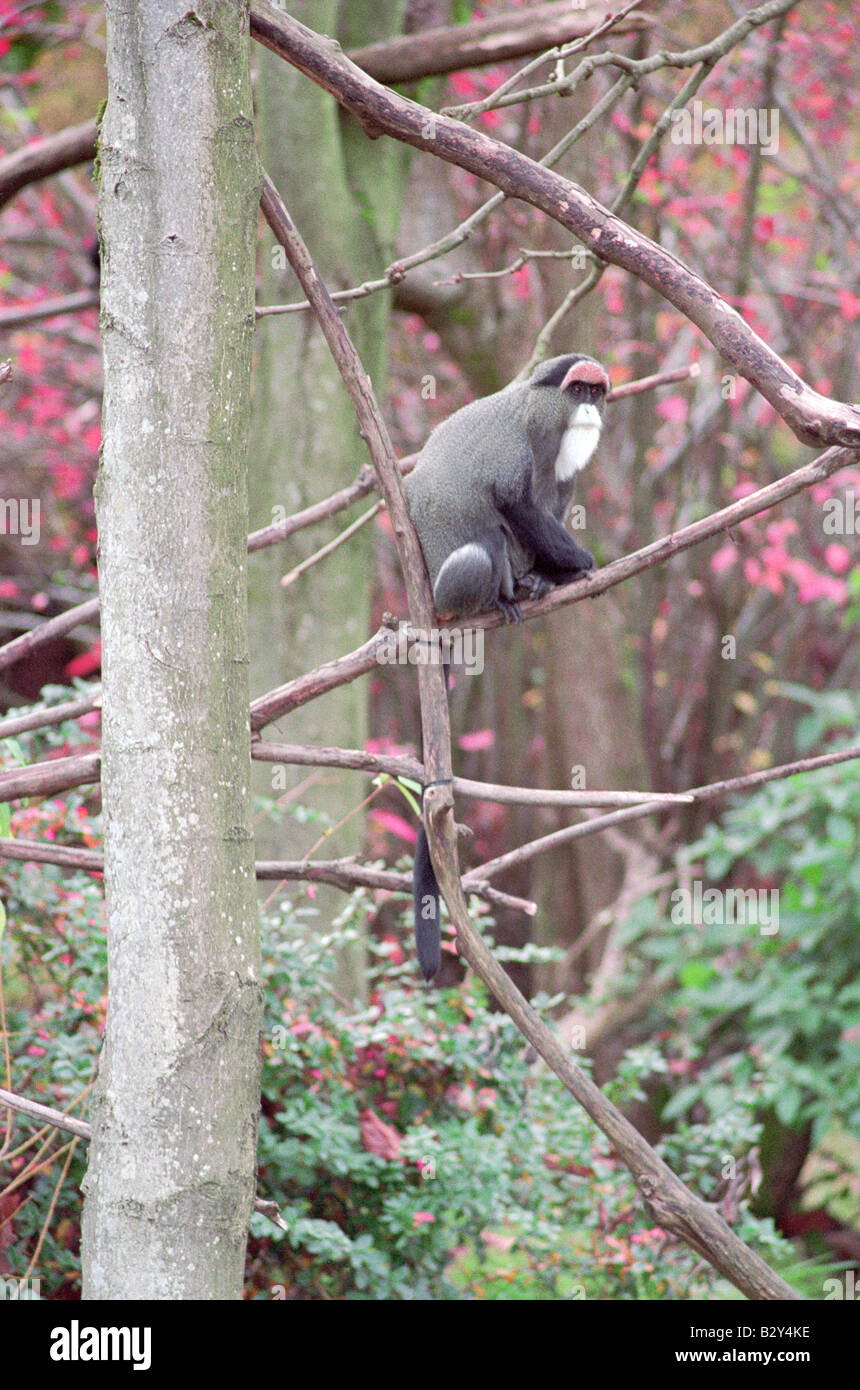 The guenons are the genus Cercopithecus of Old World monkeys Stock ...