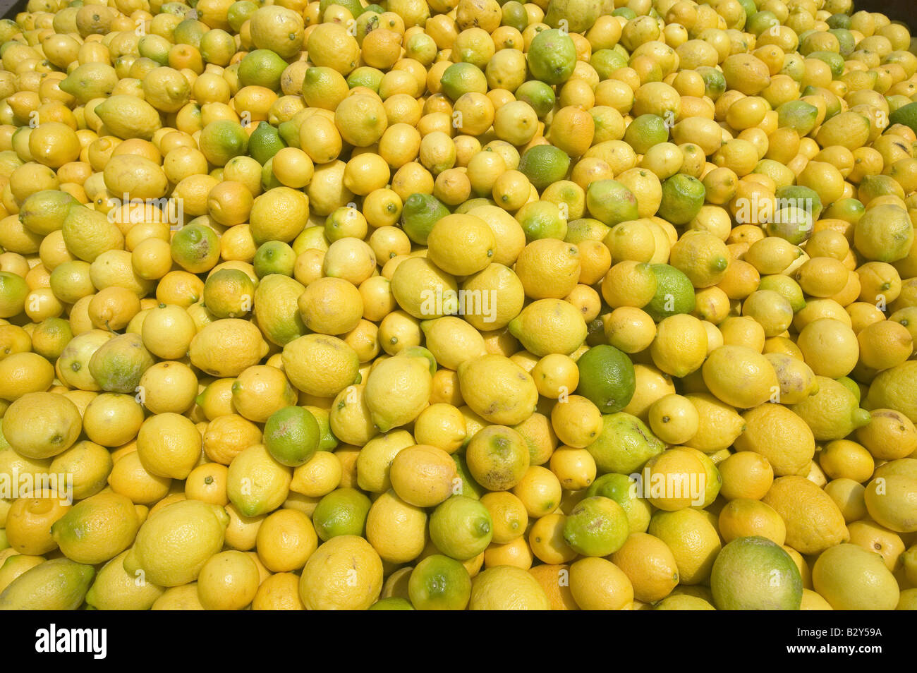 Thousands of lemons filling a truck after lemon harvest near Santa