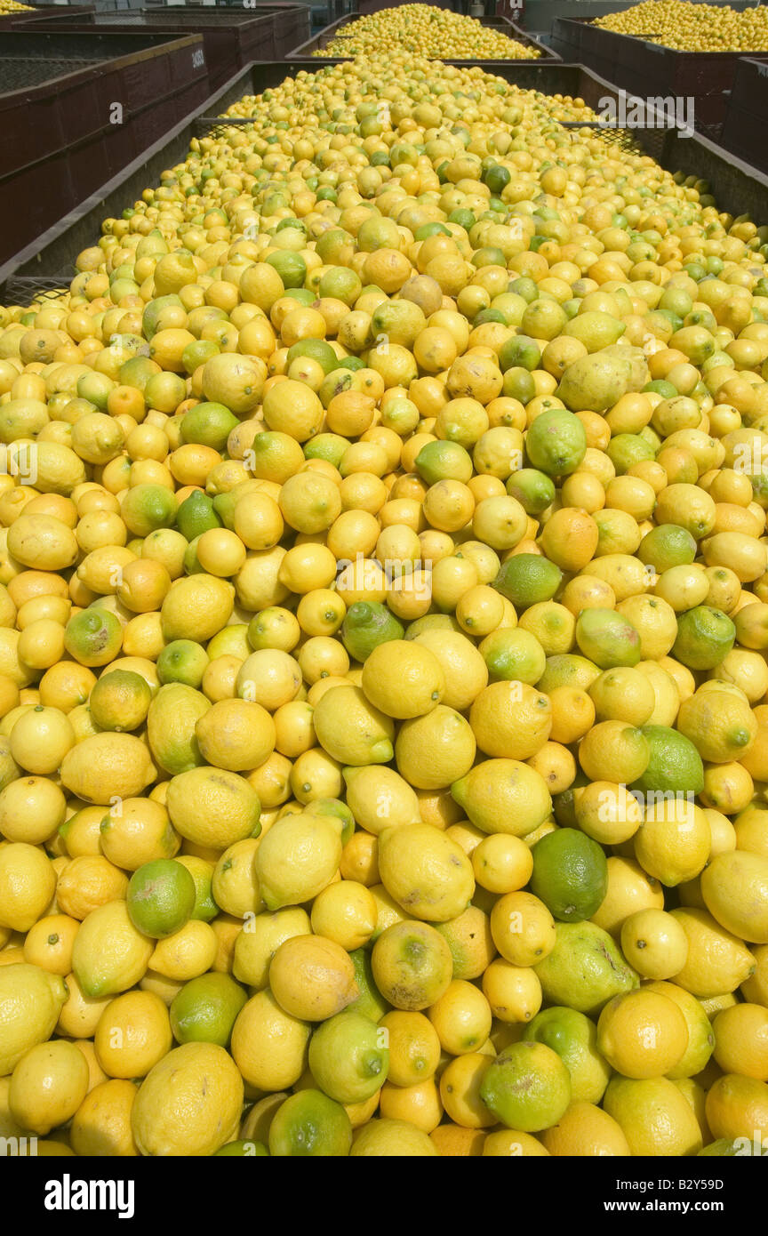 Thousands of lemons filling a truck after lemon harvest near Santa