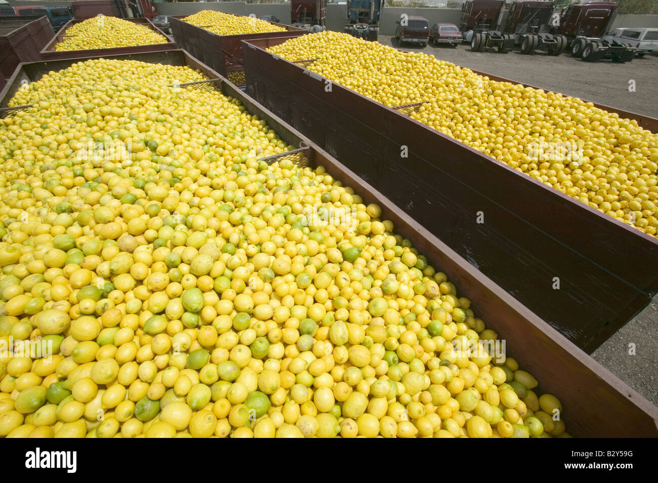 Thousands of lemons filling a truck after lemon harvest near Santa