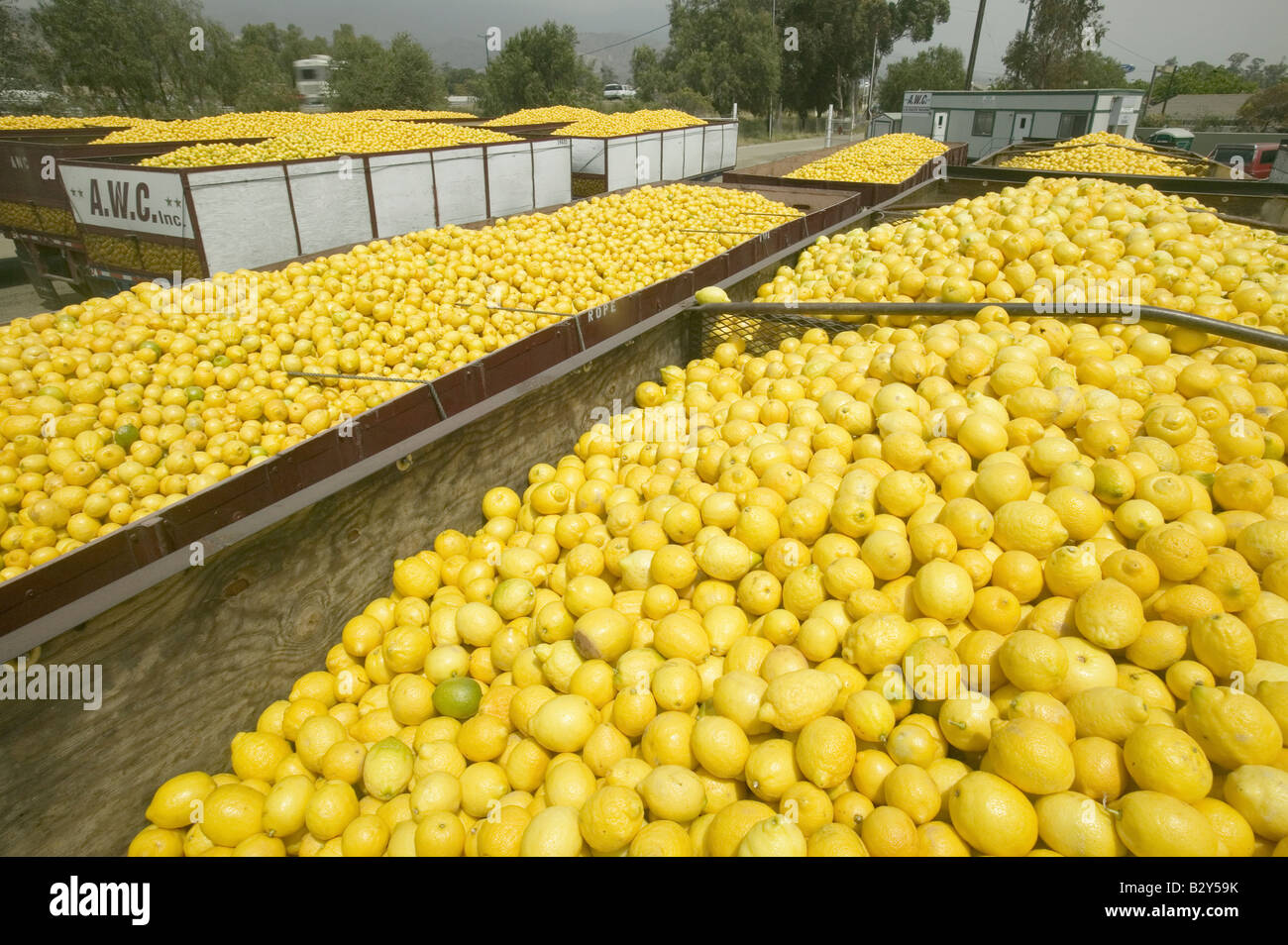 Thousands of lemons filling a truck after lemon harvest near Santa