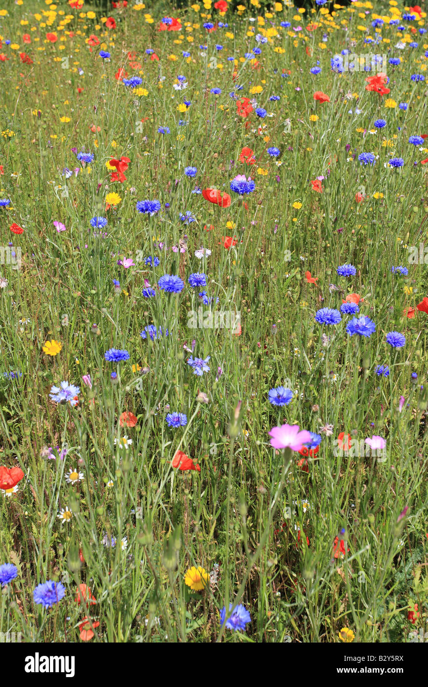 ANNUAL WILDFLOWER MEADOW CONTAINING CORNFLOWER CORN COCKLE POPPY CORN