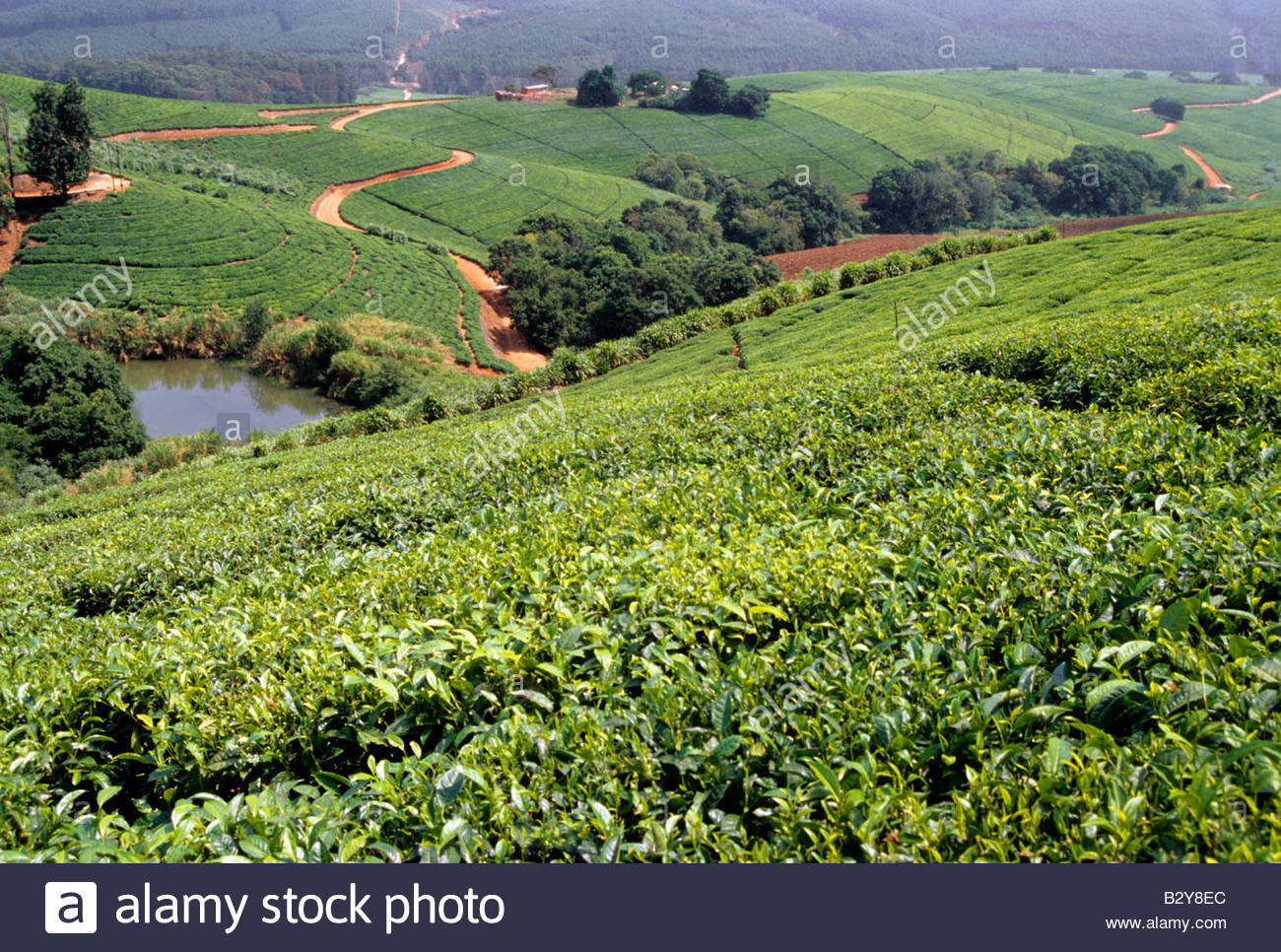 south africa, tzaneen, middelicop, tea plantation Stock Photo 19039060
