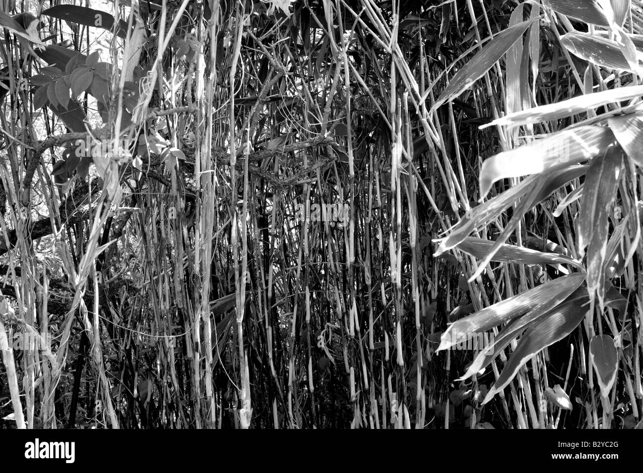 A stand of bamboo in black and white Stock Photo